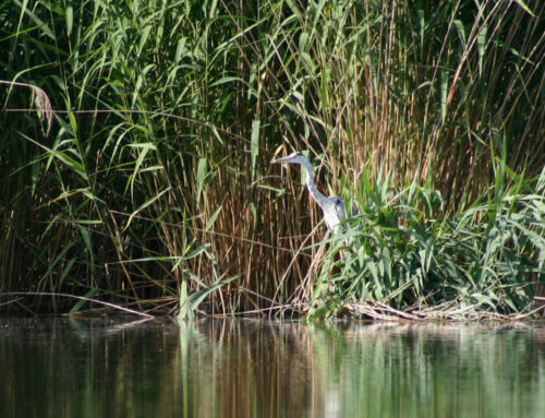 Riserva Naturale Laghi Lungo e Ripasottile