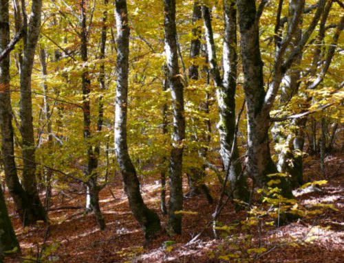 Riserva Naturale Monti Navegna e Cervia