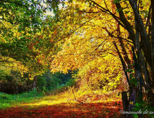 LE TUE FOTO: NATURA